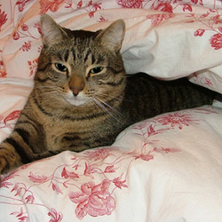 Кот Марсик